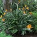 Bird of paradise thumbnail