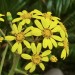 Giant Leopard Plant thumbnail