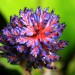 Portea sp. ?	  thumbnail