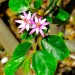 Lavender star flower thumbnail