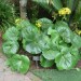 Giant Leopard Plant fl thumbnail