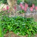 Forest lily thumbnail