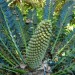 Encephalartos arenarius thumbnail