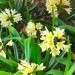 Clivia (yellow) thumbnail