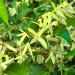Gum vine thumbnail