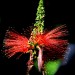 Bottlebrush	 thumbnail