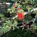 Calliandra californica	 thumbnail