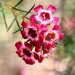 Geraldton Waxflower thumbnail