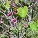 California red bud thumbnail