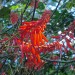 Erythrina mexicana	 thumbnail