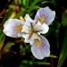 Douglas Iris thumbnail
