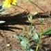 Brittlebush thumbnail