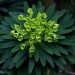 Spurge, Wulfenii (plant)	 thumbnail