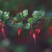 Fuchsia flowering gooseberry thumbnail
