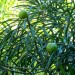 Thevetia thevetiodes	 thumbnail