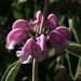 Purple phlomis = Jerusalem Sage thumbnail
