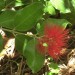 Ohia lehua thumbnail