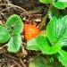 Garden strawberry (fruit) thumbnail