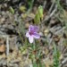 Cranesbill (flower) thumbnail