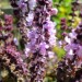 Basil thumbnail