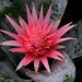 Aechmea fasciata	 thumbnail