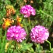 'Joy Stick' Sea Thrift	 thumbnail