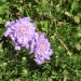 Pigeon's scabious thumbnail