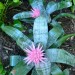 Aechmea fasciata	 thumbnail