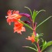 Monkey flower (flower) thumbnail