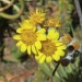 Succulent senecio thumbnail
