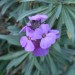 Erysimum ‘Bowles' Mauve’ thumbnail