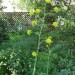 Giant fennel thumbnail