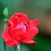 Rose red (flower) thumbnail