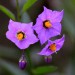 Nightshade - Parish (flower)	 thumbnail