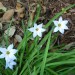 Spring starflower thumbnail