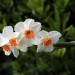 Poeticus daffodil thumbnail