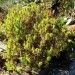 Succulent Bush Senecio (flower) thumbnail