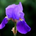 Iris blue(flower) thumbnail