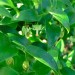 Smilax Asparagus thumbnail