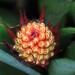 Aechmea calyculata	 thumbnail