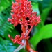 Aechmea fulgens	 thumbnail
