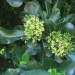 Pittosporum thumbnail