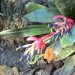 Bromeliaceae 0113a thumbnail