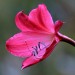 Red crinum	 thumbnail