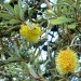 Banksia - Hairpin thumbnail