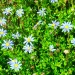 Blue marguerite thumbnail
