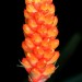 Bromeliaceae 0113c	 thumbnail