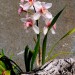 Cymbidium orchid (epiphyte) thumbnail