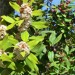 Poison bush (flower) thumbnail