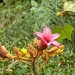 Lacebark Tree (flower) thumbnail